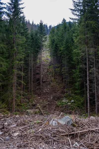 evergreen forest with spruce and pine tree under branches. low light details with trunks and empty ground