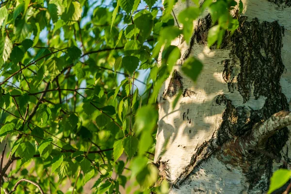 Belle Betulle Tronchi Rami Foglie Ambiente Naturale Stagione Mista Estate — Foto Stock