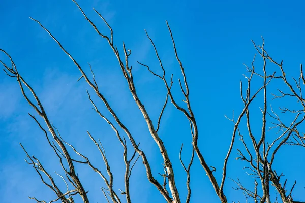 青の背景に葉のない晩秋の裸木の枝 — ストック写真