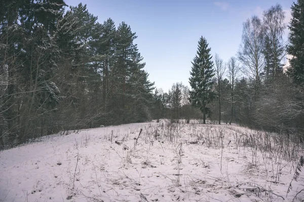 Dzikim Lesie Zimie Wysokim Śniegu Późno Wieczorem Przed Zachodem Słońca — Zdjęcie stockowe