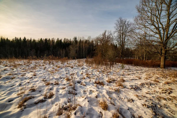フィールドと樹雪のラトビアのシンプルな田舎風景 手を差し伸べる古い草 — ストック写真