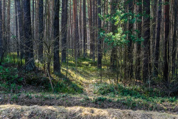 Mokré Prázdný Les Předjaří Stromy Bez Listí Scénu Nahé Přírody — Stock fotografie