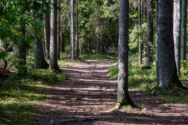 Floresta Sempre Verde Com Abeto Pinheiro Sob Ramos Detalhes Pouca — Fotografia de Stock