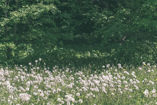 Löwenzahnflaum Sommer Auf Der Grünen Wiese Mit Viel Sonnenlicht Vintage — Stockfoto