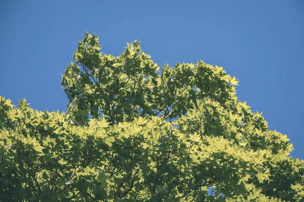 Φρέσκο Πράσινο Φύλλωμα Δέντρο Φύλλα Στο Πρωινό Φως Κατά Θάμπωμα — Φωτογραφία Αρχείου