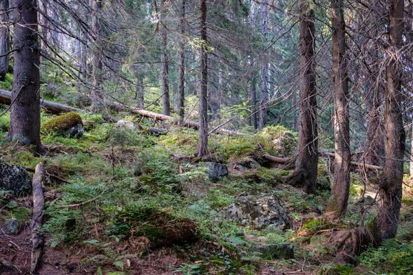 Вечно Зеленый Лес Соснами Ветвями Низкий Свет Детали Багажниками Пустой — стоковое фото