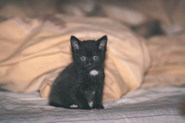 Close Shot Domestic Cat Natural Environment Apartment — Stock Photo, Image