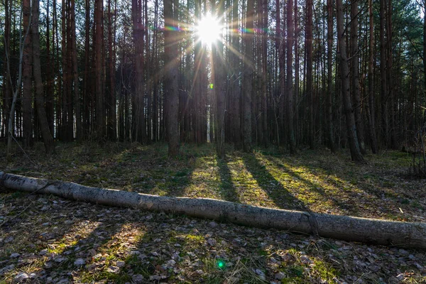 wet empty forest in early spring trees without leaves. naked nature scene