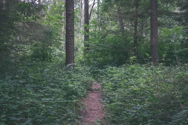 Χωματόδρομο Στο Καθαρό Πεύκο Δάσος Λάσπη Και Πράσινο Φύλλωμα Γύρω — Φωτογραφία Αρχείου
