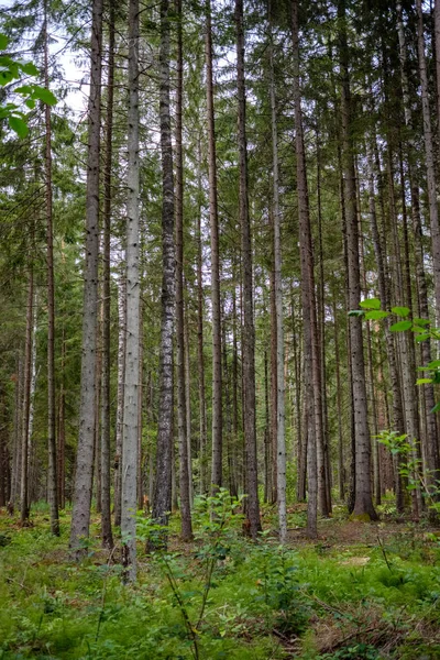 Вічнозелений Ліс Ялиною Сосновим Деревом Під Гілками Деталі Низьким Освітленням — стокове фото
