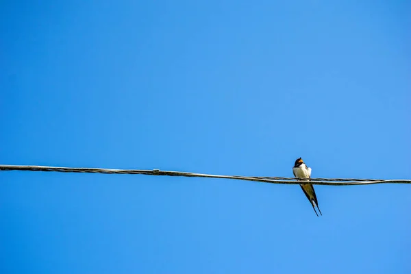 在夏季乡村 在铁丝上的嘴上有虫的小鸟 — 图库照片