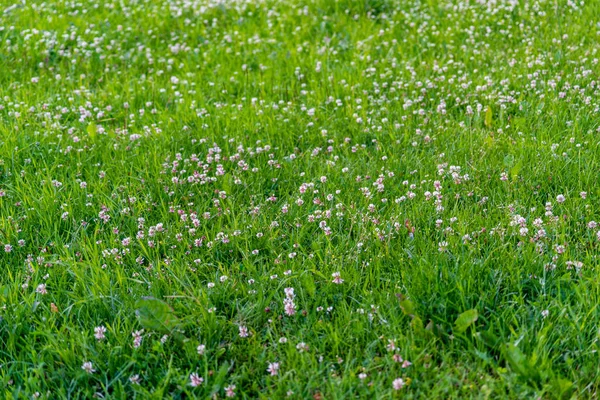 Follaje Verano Verde Detalles Fondo Abstracto Hojas Hierba Dobleces Ramas — Foto de Stock