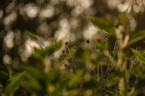 Сільські Садові Квіти Розмитому Фоні Зелене Листя Влітку — стокове фото