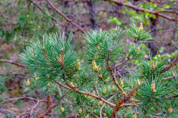 Speciální Oblast Krajina Pohled Osamělé Borovice Trávník Pole Okolí Zelené — Stock fotografie