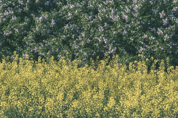 Campi Gialli Vivaci Colza Campagna Terreni Agricoli Aspetto Vintage Retrò — Foto Stock