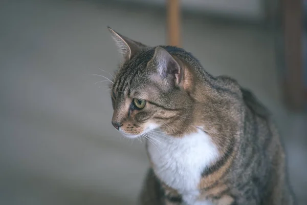 Närbild Skott Tamkatt Naturlig Miljö Lägenhet — Stockfoto