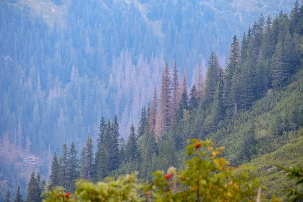 Champs Forêts Plusieurs Niveaux Zone Montagneuse Slovaquie Brouillard Sur Les — Photo