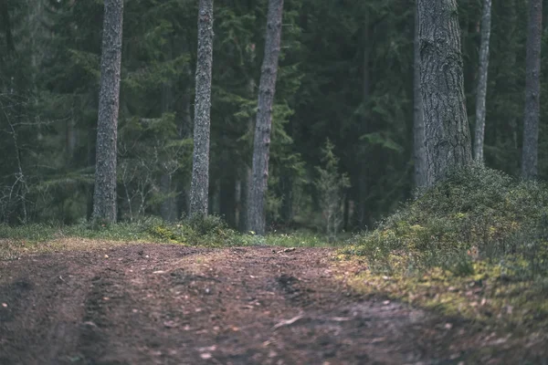 Polní Cestě Čisté Borového Lesa Blátem Zelené Listí Kolem Tmavé — Stock fotografie