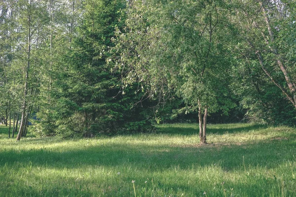 Зеленая Листва Летом Резкими Тенями Ярким Солнечным Светом Лесу Винтажный — стоковое фото