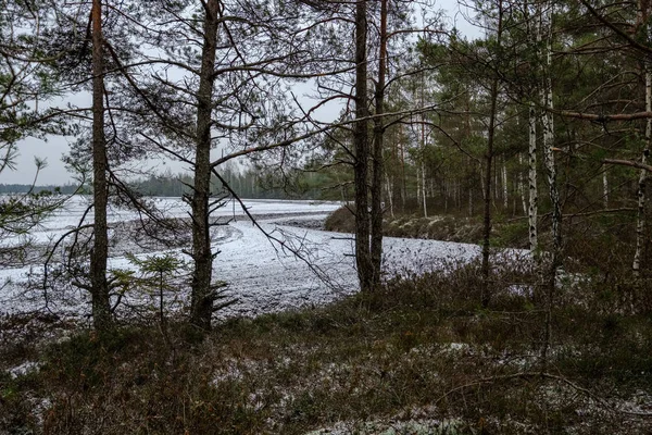 Vista Paisagem Pântano Com Árvores Secas Distantes Primeira Neve Grama — Fotografia de Stock