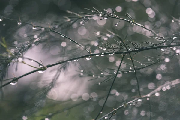 Réflexions Abstraites Gouttes Pluie Dans Les Branches Humides Des Buissons — Photo