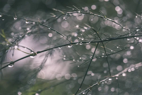 Los Reflejos Abstractos Las Gotas Lluvia Las Ramas Mojadas Los —  Fotos de Stock