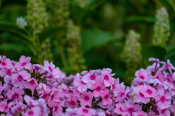 Flores Jardín Campo Sobre Fondo Borroso Follaje Verde Verano —  Fotos de Stock