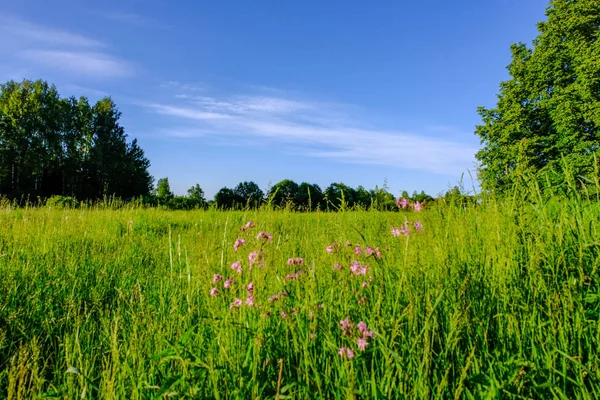 暖かい夏の日の森の近くの夏の花と美しい緑の草原 葉のテクスチャ — ストック写真