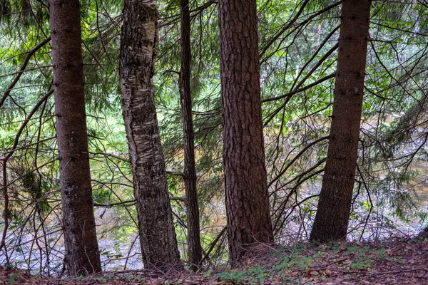 Bosque Siempreverde Con Abeto Pino Bajo Ramas Detalles Poca Luz — Foto de Stock