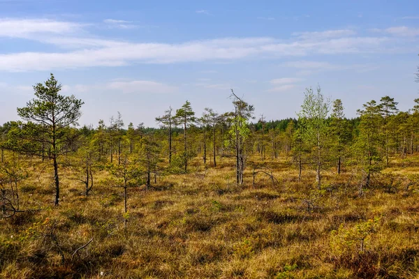 Sumpfgebiet Landschaft Ansicht Mit Einsamen Kiefern Und Rasenfeldern Grünen Sommer — Stockfoto