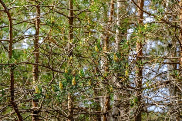 외로운 소나무 나무와 주변에 — 스톡 사진