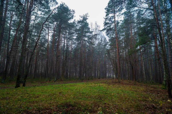 Vacker Björk Trädstammar Grenar Och Blad Naturlig Miljö Blandad Säsong — Stockfoto