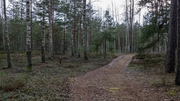 Drogi Leśne Proste Wsi Perspektywie Liści Drzew Wokół — Zdjęcie stockowe