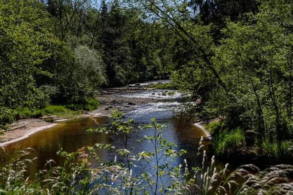 Vista Calma Dia Verão Junto Lago Com Água Limpa Grama — Fotografia de Stock