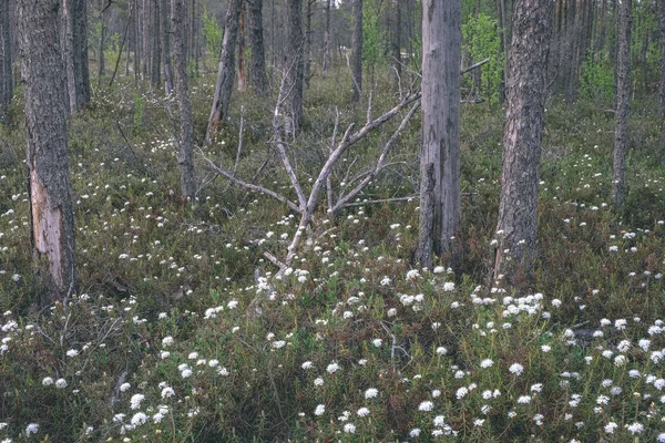 Sumpflandschaft Mit Weißen Wildblumen — Stockfoto