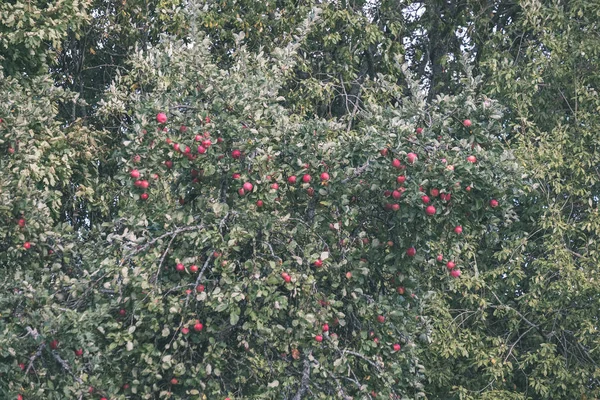 Pommes Fraîches Suspendues Dans Arbre Scène Jardin Avec Gouttes Rosée — Photo