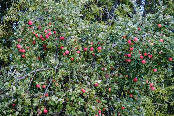 Verse Appels Boom Hangen Tuin Scène Met Dauw Druppels — Stockfoto