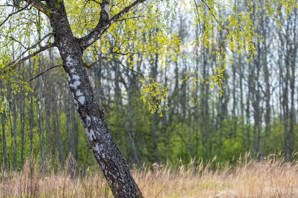 Красивые Березовые Стволы Ветви Листья Естественной Среде Смешанный Сезон Летние — стоковое фото