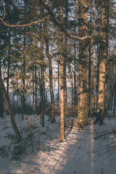 冬季的野生森林 日落前的傍晚有较高的雪 复古复古的外观 — 图库照片