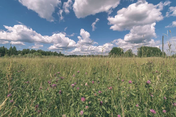 Groene Weide Met Veld Bloemen Onder Blauwe Hemel Met Pluizige — Stockfoto