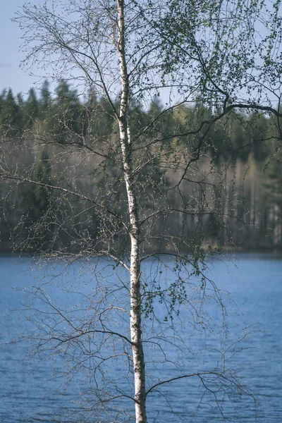 Vacker Utsikt Över Sjön Med Träd — Stockfoto