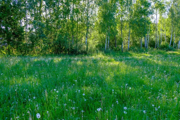 Hermosa Pradera Verde Con Flores Verano Cerca Del Bosque Cálido — Foto de Stock