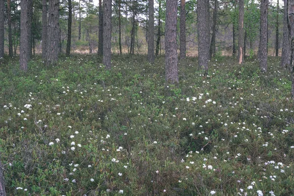 Moeras Gebied Landschap Met Witte Wilde Bloemen — Stockfoto