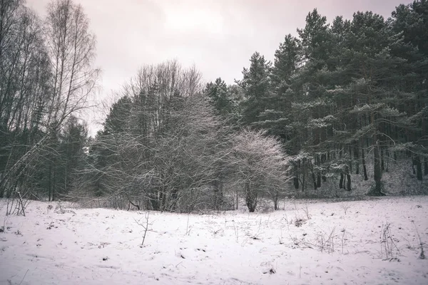 Vista Panoramica Della Foresta Innevata — Foto Stock