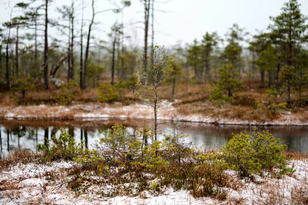 Bagno Widok Krajobrazu Suchym Lasem Sosnowym Odbicia Wodzie Pierwszy Śnieg — Zdjęcie stockowe