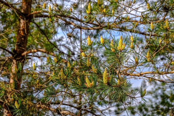 Alan Manzaralı Yalnız Çam Ağaçları Yaz Yeşil Yeşillik Çevre Çim — Stok fotoğraf