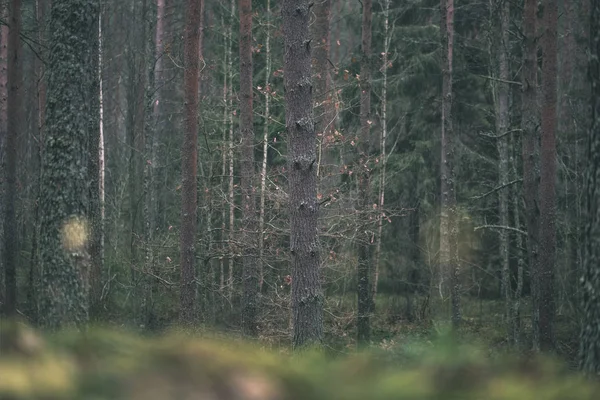 Ladin Çam Ağacı Yeşil Yaprakları Ile Karanlık Sonbahar Orman — Stok fotoğraf