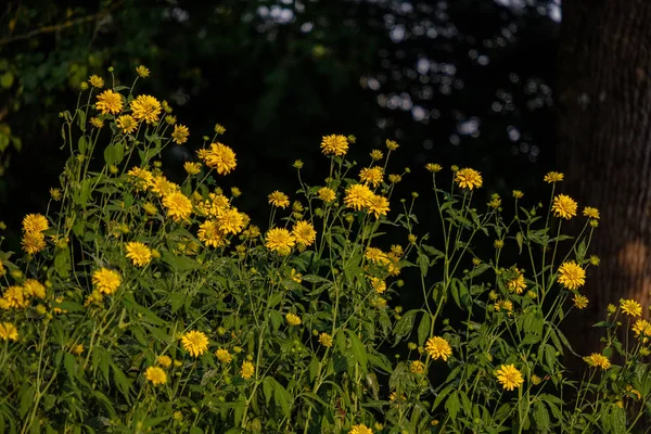 Flores Jardim Rural Fundo Borrão Folhagem Verde Verão — Fotografia de Stock