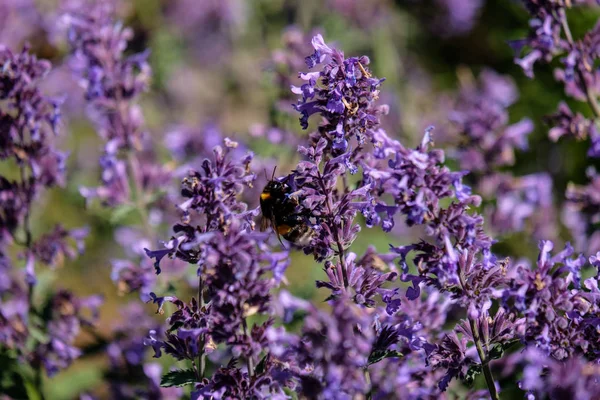 Lilac Lavandish Plants Summer Close Details — Stock Photo, Image