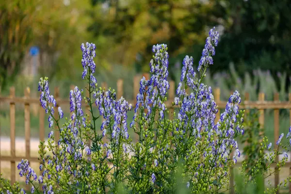 Fiori Giardino Campagna Sfondo Sfocato Fogliame Verde Estate — Foto Stock